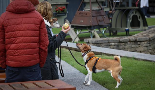 Dogs in the Courtyard  at the Artisan Market 